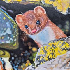 Little Stoat | FineArt Print| Framed