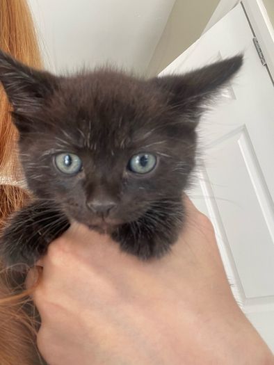 2 male kittens