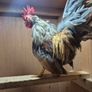 Serama Roosters Image 5