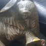 Large Elephant Image 4
