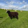Organic Zwartble Hogget Rams & Ram Lambs Image 3