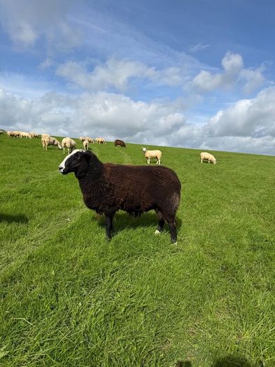 Organic Zwartble Hogget Rams & Ram Lambs