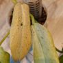 Philodendron Whipple Way mint Image 4