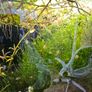 java moss Image 3