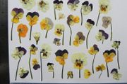 Violas - Pressed Flowers for Crafting: Various Colours, Flowers, Petals, Stems