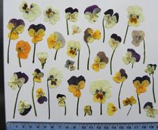 Violas - Pressed Flowers for Crafting: Various Colours, Flowers, Petals, Stems