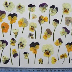 Violas - Pressed Flowers for Crafting: Various Colours, Flowers, Petals, Stems