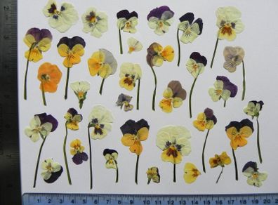 Violas - Pressed Flowers for Crafting: Various Colours, Flowers, Petals, Stems