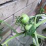 Tomato plants Image 3