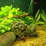 Fish tank full setup Image 5