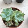 Succulents Image 8