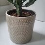 Euphorbia planter Image 2