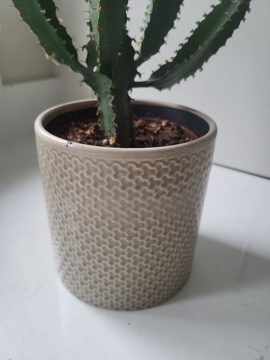 Euphorbia planter