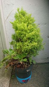 Thuja