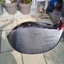 Wilson Driver Image 2