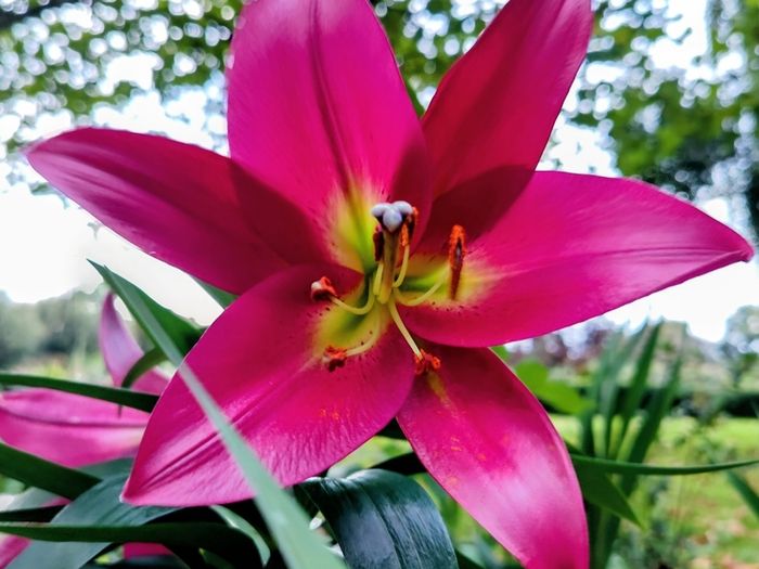 Plant Sale Delivered
