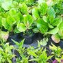 plants Image 6
