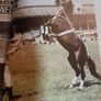 old horse and pony magazine 1984 Image 9