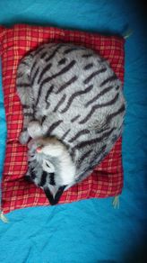 Sound making sleeping cat toy
