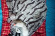 Sound making  Sleeping Cat toy