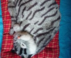 Sound making  Sleeping Cat toy