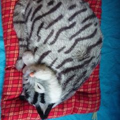 Sound making  Sleeping Cat toy