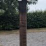 Tenor Banjo - Gold Tone IT17 Image 9