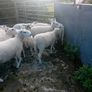 Organic hoggets Image 2