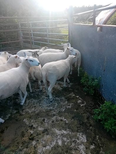 Organic hoggets