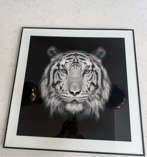 tiger picture