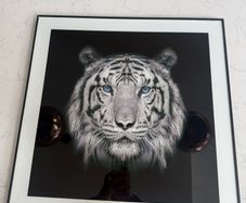tiger picture