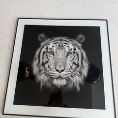 tiger picture