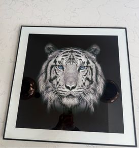 tiger picture