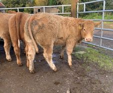 24 super 380kg charlaois heifers