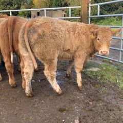 24 super 380kg charlaois heifers