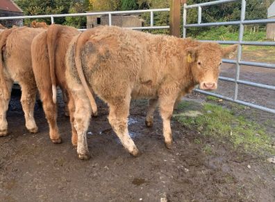 24 super 380kg charlaois heifers