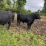 Pedigree Angus Bulls Image 6