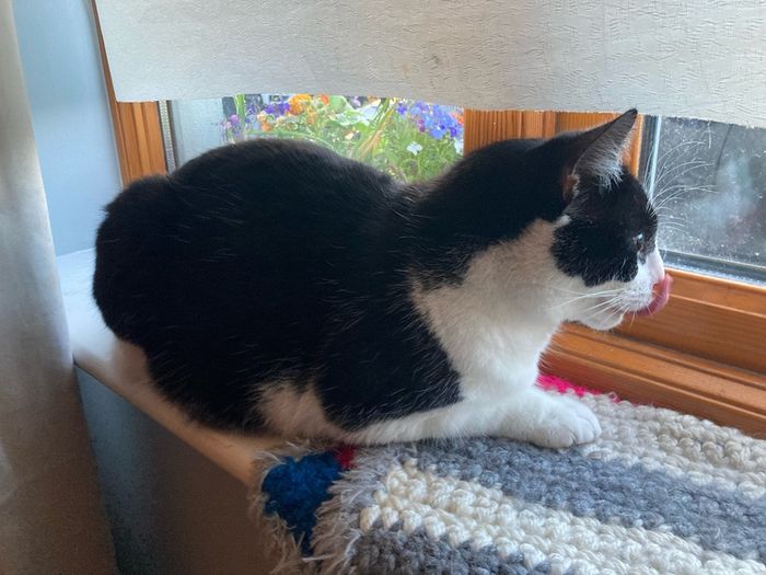 Female cat 5 yrs old