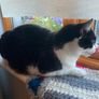 Female cat 5 yrs old Image 2