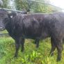 Organic  Aa. X  Heifers Drumboshambo Mart Sat.24 Image 8