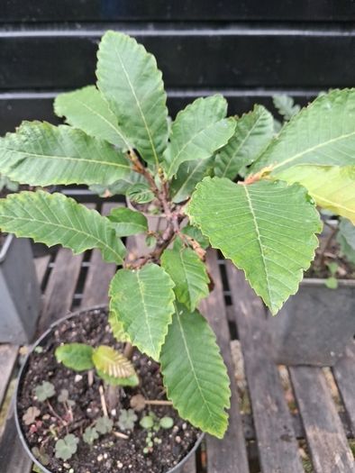 Native Irish oak trees