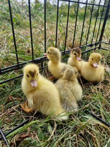 ducks