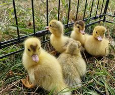 ducks