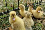 ducks