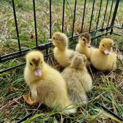 ducks