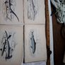 Vintage fish prints Image 2