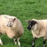 25 ewe lambs Image 4