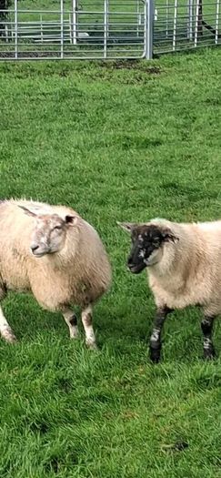 25 ewe lambs