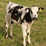 Beef Cattlr Image 9