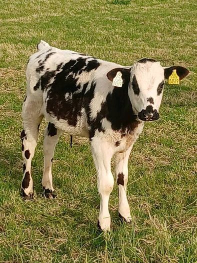 Beef Cattlr